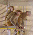 Non-human primates