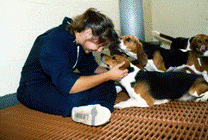 Image of a woman with dogs