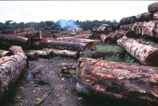 Photo of cut tree logs. Deforestation exposes the malaria process