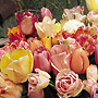 Collections of Tulips. Tulip Bulb Mixes. 