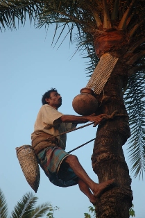 A man secures himself to a tree to collect date palms. Photo: Jon Epstein.