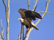 An adult bald eagle in a tree.