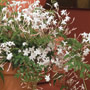 Flowering Indoor Jasmine Plants In A Terra Cotta Pot - Jasmine Flowers Contained In Terra Cotta Pot.