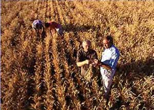 Cover illustration, in field, inspecting food