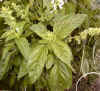 Basil, Sweet - Ocimum basilicum