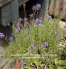 Lavender, English - Lavandula vera