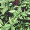 Basil, Lemon - Ocimum citriodpreum