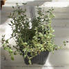 Thyme, Garden - Thymus vulgaris