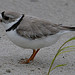 Piping Plover from David Harrington 7-14-08