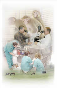 Vets and Animals image