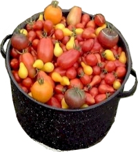 Heirloom Tomato Seeds - Diversity of Tomatoes in a Pot!