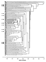 Figure 2. Dendrogram showing the genetic relatedness of 85 electrophoretic types (ETs) of Corynebacterium diphtheriae isolates collected in different countries around the world....