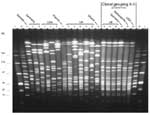 Figure 2. Pulsed-field gel electrophoresis patterns of NheI-digested chromosomal DNA...