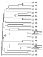 Figure 3. Neighbor-joining phenogram of allelic identities in 39 multilocus sequence typing (MLST) sequence types...