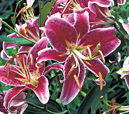 Buy Lilies, Calla Lilies, Day Lilies, White Lilies, Stargazer Lilies, Tiger Lilies.