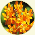 bee on an orange flower.