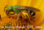 bee on a yellow flower.