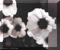 A the flower as bees may view it. A less detailed black and white image. The centers of the flower are dark.
