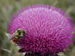 bee on a purple flower.