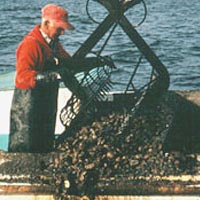 Homer Tyler uses a power dredge for oystering, 1992