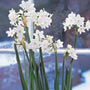 Paperwhite Flowers In A Glass Vase - Paperwhite Bulbs, Glass Vase, and Green Beach Glass Paperwhite Gift Sets