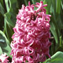 Pink Pearl Hyacinth.