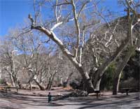 Arizona sycamore.