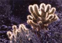 teddy bear cholla cactus.