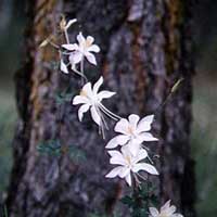 Colorado blue columbine.