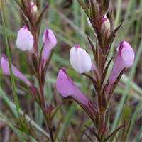 Purple-white owl's-clover.