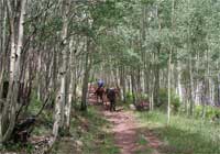 Forest Service packer with a mule carrying supplies to Escudilla Lookout through a forst of aspens.