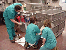 Vets assisting an animal in a cage