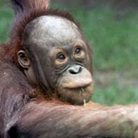 Baby orangutan at the Toledo Zoo