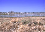 Flooded croplands near Gueydan, Louisiana attract thousands of geese in the winter. 