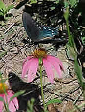 female Pipevine Swallowtail butterfly (Battus philenor) on Echinacea purpurea.