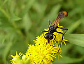 Sphecidae wasp.