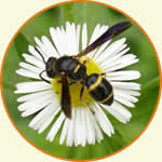 Potter wasp on a white aster flower.