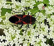 stinkbug on a Queen Anne's Lace flower.