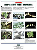 Thumbnail an information sheet published by the USDA Animal and Plant Health Inspection Service, Outlawed! Federal Noxious Weeds: The Aquatics.