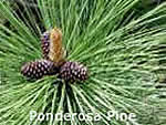Ponderosa pine branch tip showing needles and young cones.
