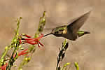 hummingbird and a flower.