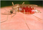 An anopheles mosquito