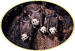bats hanging from a cave wall.