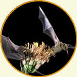 bats and a flower.