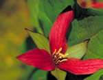red trillium flower.