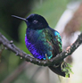 Velvet-purple coronet