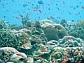 Scientists have found that the oceans have experienced a profound loss of species.