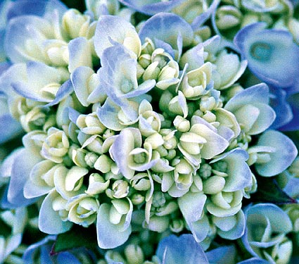 Buy Hydrangea, Quality Hydrangea, And Hydrangea Plants.