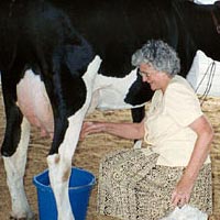 Woman milking cow at Oswego County Fair