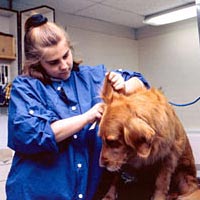 Student trims ears of Golden Retriever in Small Animal Grooming Lab, Spring 1999